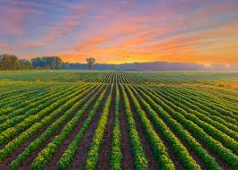 The Health Benefits of Pure and Natural Foods