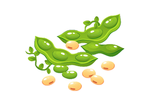 Soybean