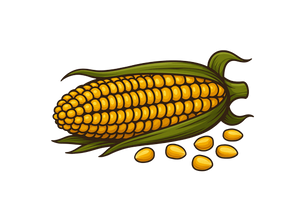 Corn