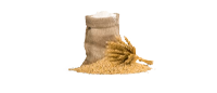 Ancient Wheat Grains