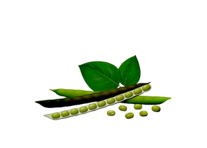 Green Moong