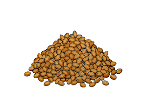 Moth Beans
