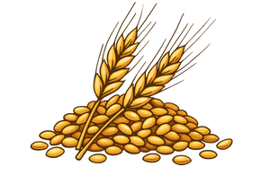 Sharbati Wheat